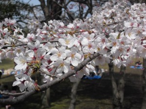 桜の写真