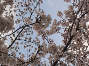 お花見の様子