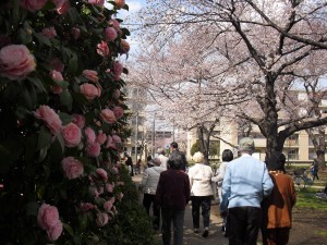 お花見の様子