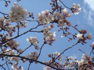 桜