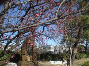 梅の花の写真