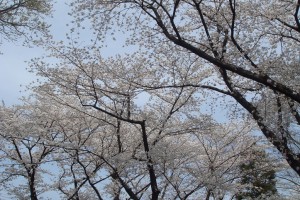 満開の桜の写真